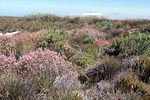 Kapstadt: Wanderung auf dem Tafelberg